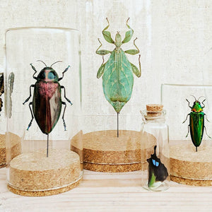 Rainbow Woodborer Beetle Globe