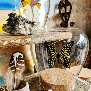 Rainbow Woodborer Beetle Globe