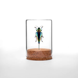 Rainbow Woodborer Beetle Globe