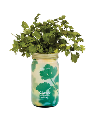 Garden Jar CILANTRO