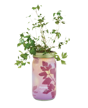 Garden Jar PARSLEY