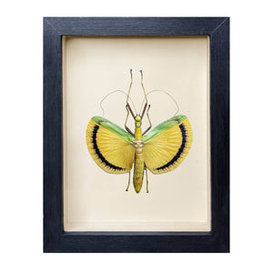 Fancy Pants Stick Insect Shadowbox