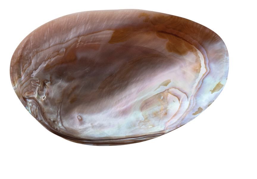 7"L x 4-1/4"W Decorative Natural Shell Footed Dish (Each One Will Vary)