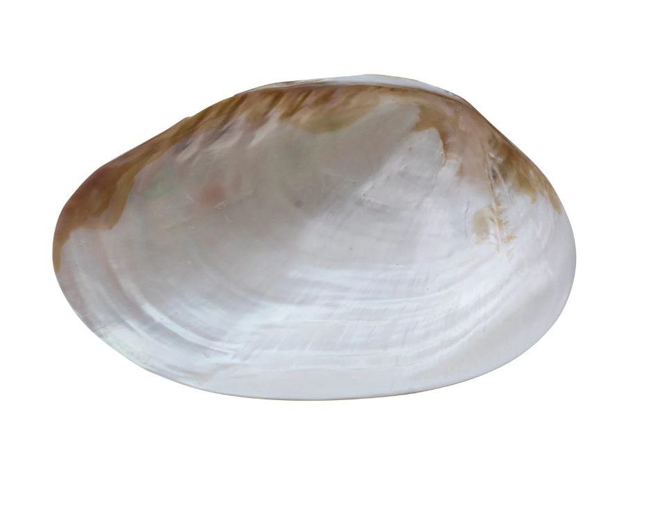 Decorative Natural Shell Footed Dish (Each One Will Vary)